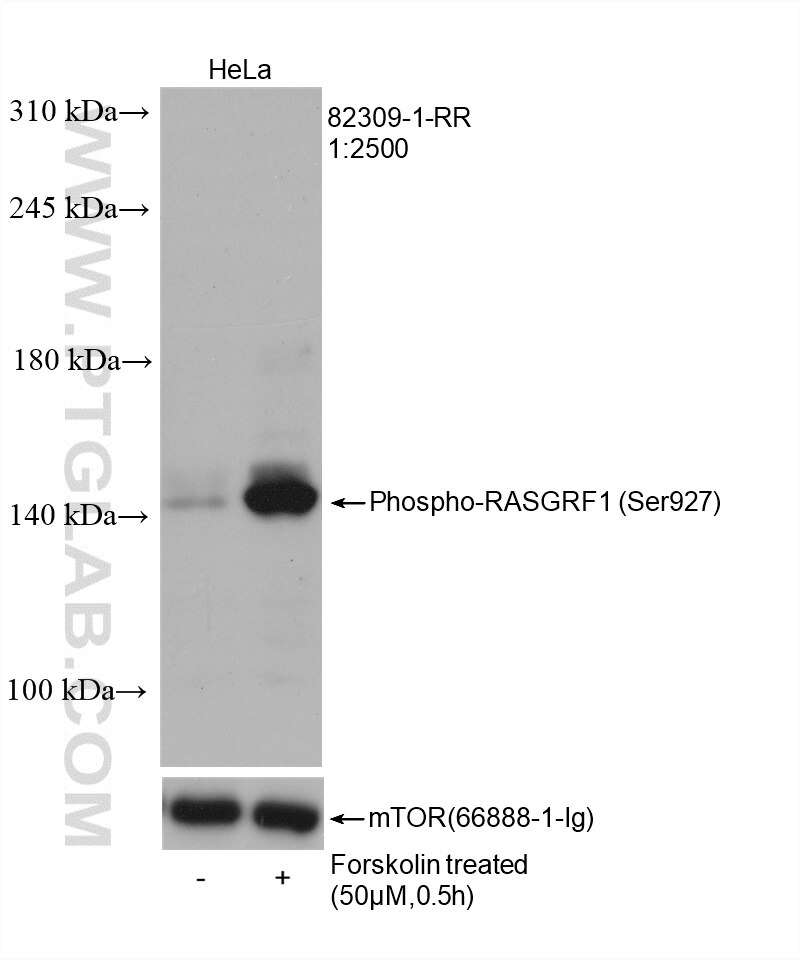 Phospho-RASGRF1 (Ser927)