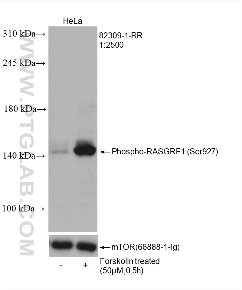 Western Blot (WB) analysis of HeLa cells using Phospho-RASGRF1 (Ser927) Recombinant antibody (82309-1-RR)