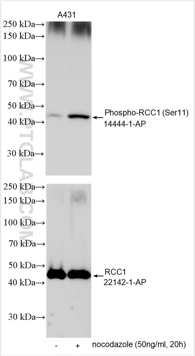 Western Blot (WB) analysis of various lysates using Phospho-RCC1 (Ser11) Polyclonal antibody (14444-1-AP)