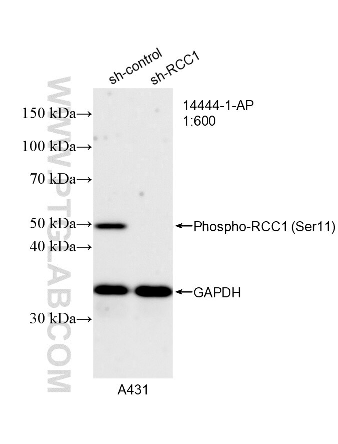 Western Blot (WB) analysis of A431 cells using Phospho-RCC1 (Ser11) Polyclonal antibody (14444-1-AP)