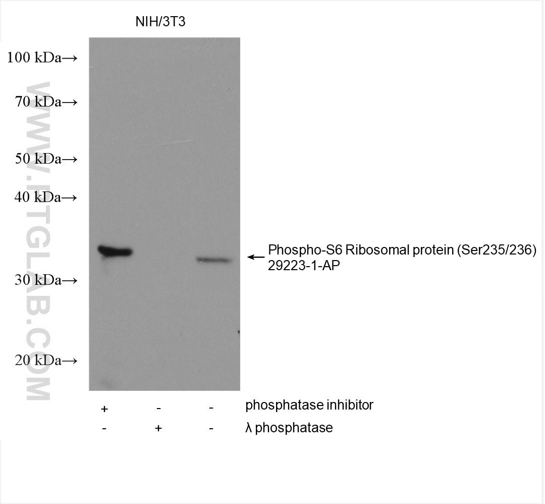 Western Blot (WB) analysis of various lysates using Phospho-S6 Ribosomal protein (Ser235/236) Polyclon (29223-1-AP)