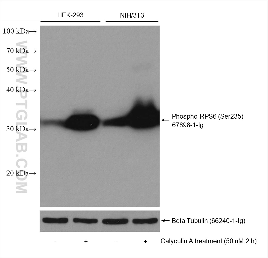 Western Blot (WB) analysis of various lysates using Phospho-S6 Ribosomal protein (Ser235) Monoclonal a (67898-1-Ig)