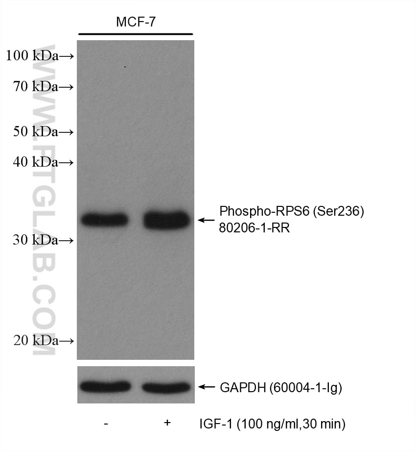 Western Blot (WB) analysis of various lysates using Phospho-S6 Ribosomal protein (Ser236) Recombinant  (80206-1-RR)