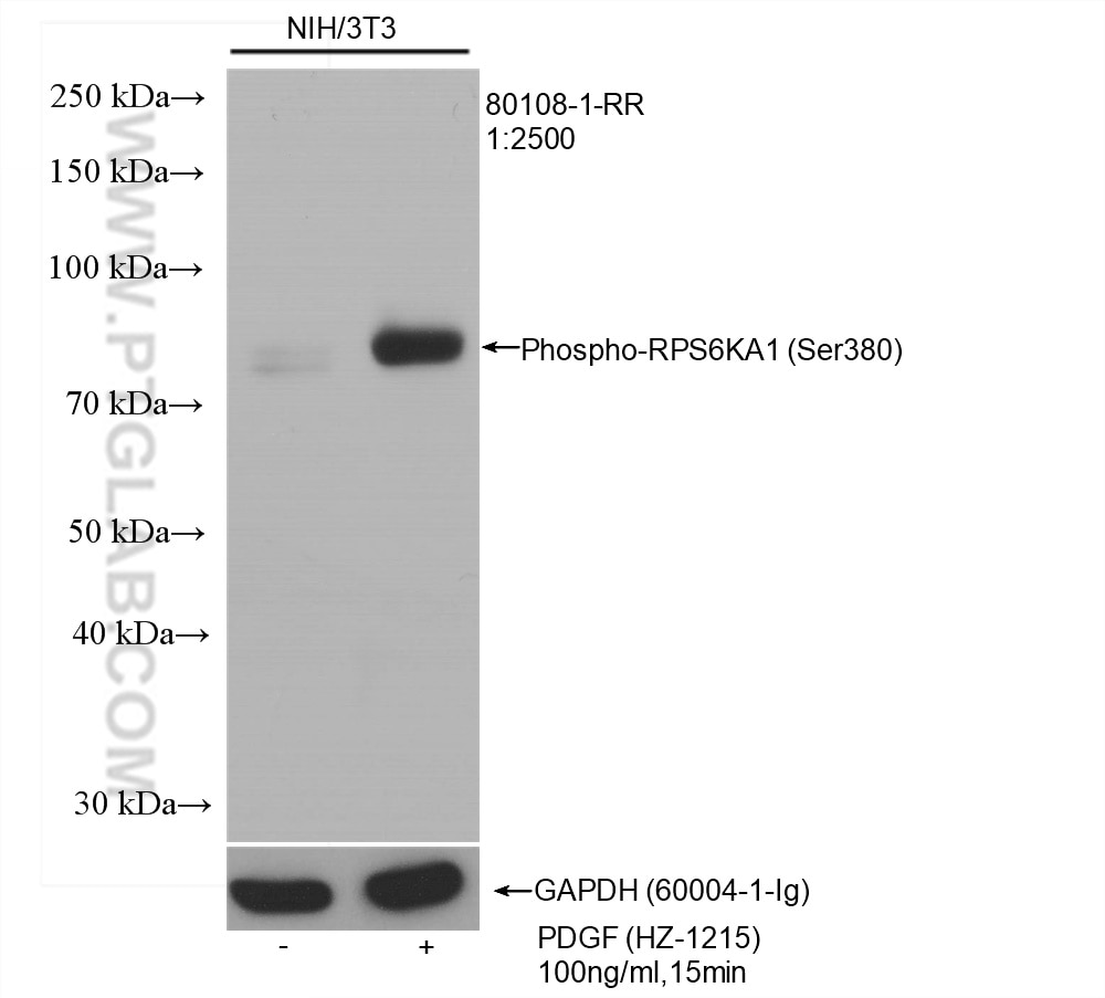 Western Blot (WB) analysis of various lysates using Phospho-RPS6KA1 (Ser380) Recombinant antibody (80108-1-RR)
