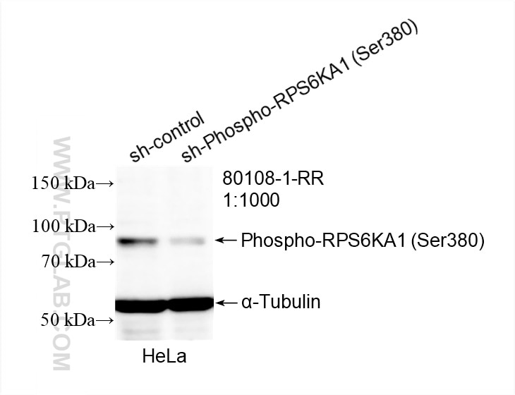 Western Blot (WB) analysis of HeLa cells using Phospho-RPS6KA1 (Ser380) Recombinant antibody (80108-1-RR)