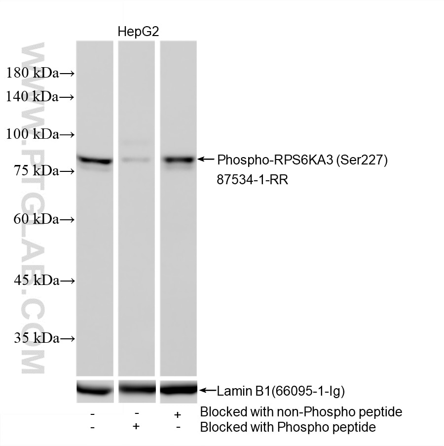 Western Blot (WB) analysis of HepG2 cells using Phospho-RPS6KA3 (Ser227) Recombinant monoclonal an (87534-1-RR)