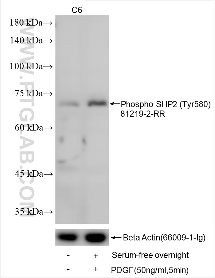 Phospho-SHP2 (Tyr580)