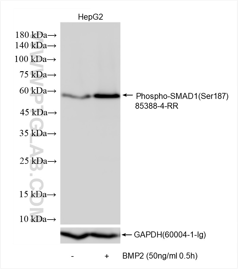 Phospho-SMAD1 (Ser187)
