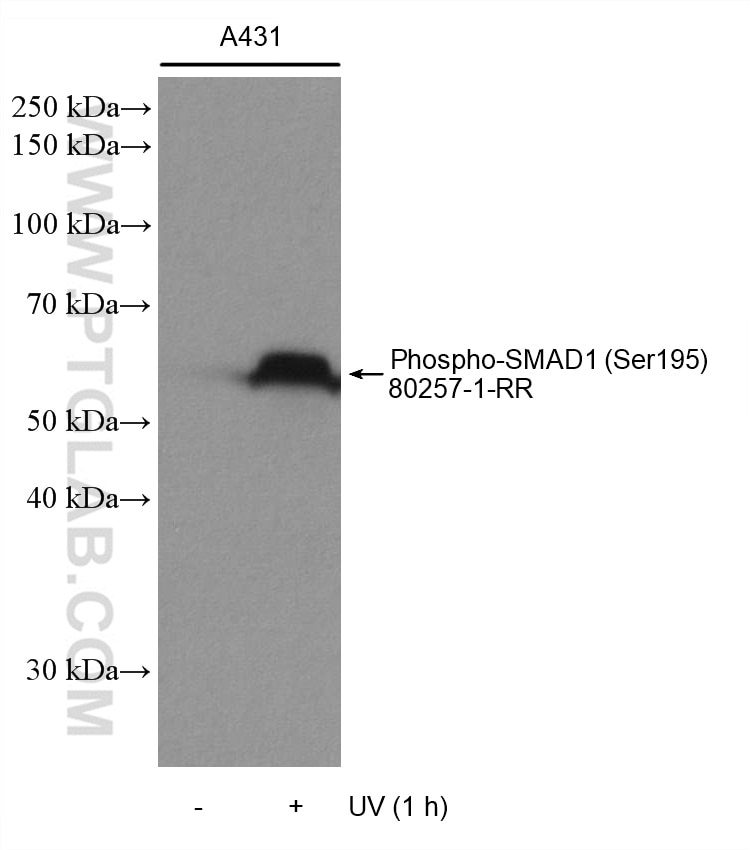 WB analysis using 80257-1-RR