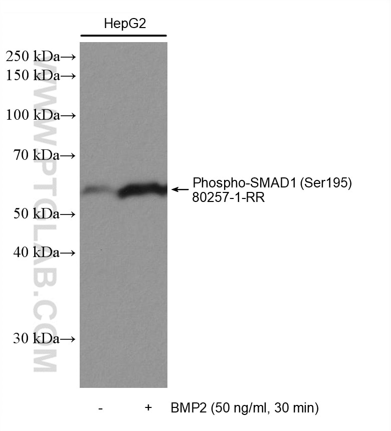 Phospho-SMAD1 (Ser195)