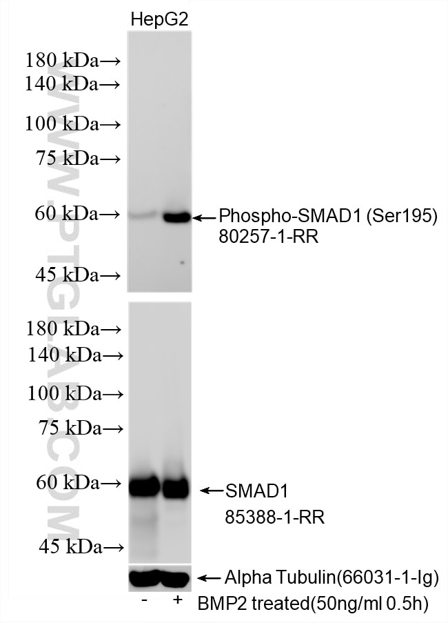 Western Blot (WB) analysis of various lysates using Phospho-SMAD1 (Ser195) Recombinant monoclonal anti (80257-1-RR)
