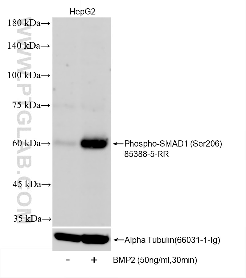 Non-treated HepG2 cells and BMP2 (HZ-1128) treated HepG2 cells were subjected to SDS PAGE followed by western blot with 85388-5-RR (Phospho-SMAD1 (Ser206) antibody) at dilution of 1:1000 incubated at room temperature for 1.5 hours. The membrane was stripped and re-blotted with Alpha Tubulin (66031-1-Ig) antibody as a loading control. This data was developed using the same antibody clone with 85388-5-PBS in a different storage buffer formulation. Western Blot (WB) analysis of HepG2 cells using Phospho-SMAD1 (Ser206) Recombinant monoclonal anti (85388-5-RR)