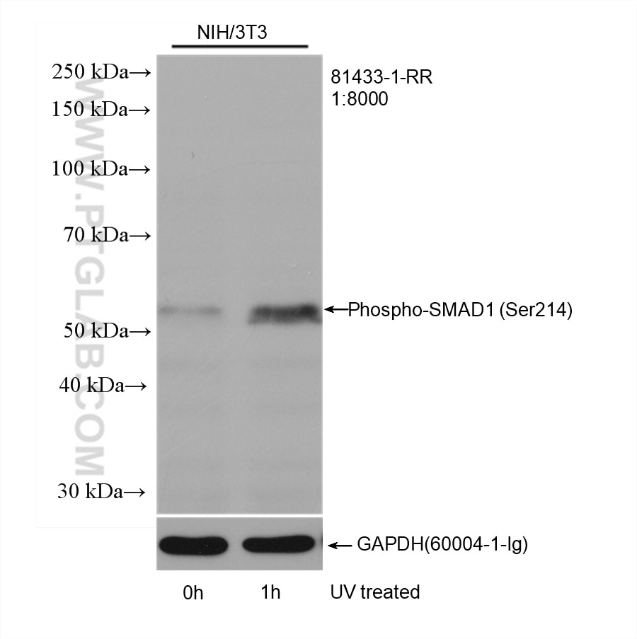 Western Blot (WB) analysis of NIH/3T3 cells using Phospho-SMAD1 (Ser214) Recombinant antibody (81433-1-RR)