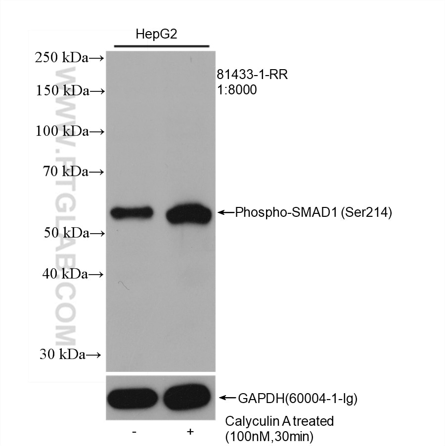 Western Blot (WB) analysis of HepG2 cells using Phospho-SMAD1 (Ser214) Recombinant antibody (81433-1-RR)