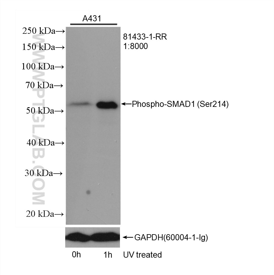 Western Blot (WB) analysis of A431 cells using Phospho-SMAD1 (Ser214) Recombinant antibody (81433-1-RR)