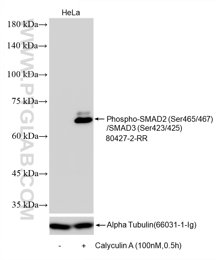 Western Blot (WB) analysis of various lysates using Phospho-SMAD2 (Ser465/467)/SMAD3 (Ser423/425) Reco (80427-2-RR)