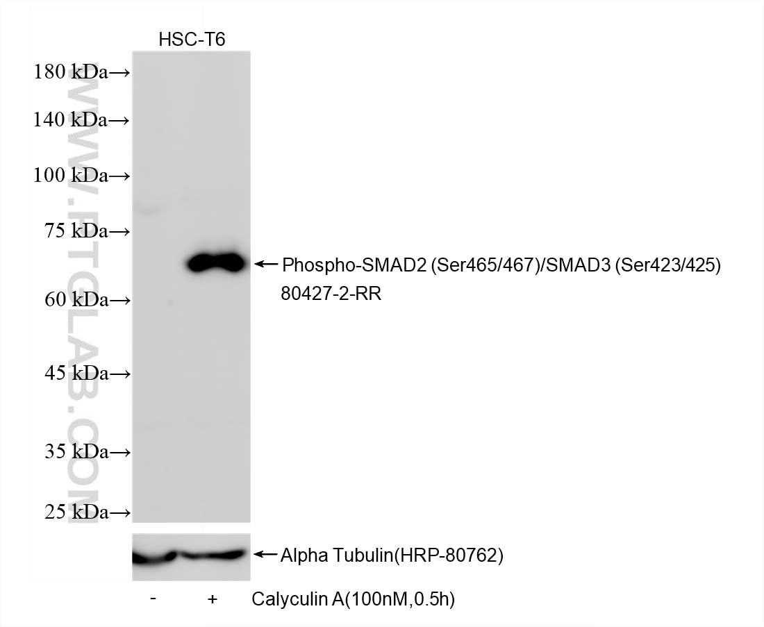 Western Blot (WB) analysis of various lysates using Phospho-SMAD2 (Ser465/467)/SMAD3 (Ser423/425) Reco (80427-2-RR)