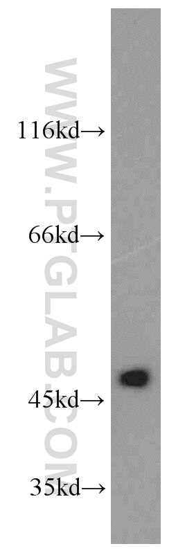 WB analysis of L02 using 19561-1-AP