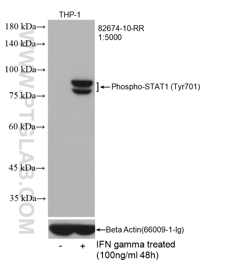 Western Blot (WB) analysis of THP-1 cells using Phospho-STAT1 (Tyr701) Recombinant antibody (82674-10-RR)