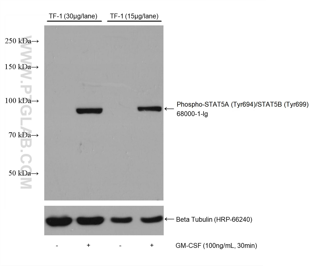 Phospho-STAT5A (Tyr694)/STAT5B (Tyr699)