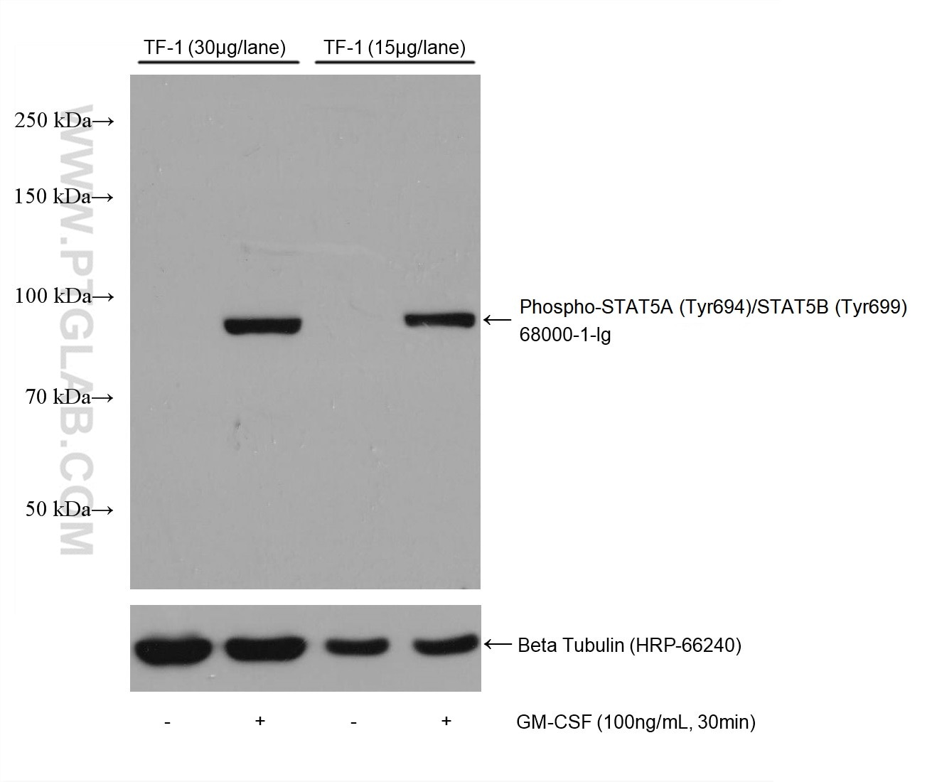 Western Blot (WB) analysis of various lysates using Phospho-STAT5A (Tyr694)/STAT5B (Tyr699) Monoclonal (68000-1-Ig)