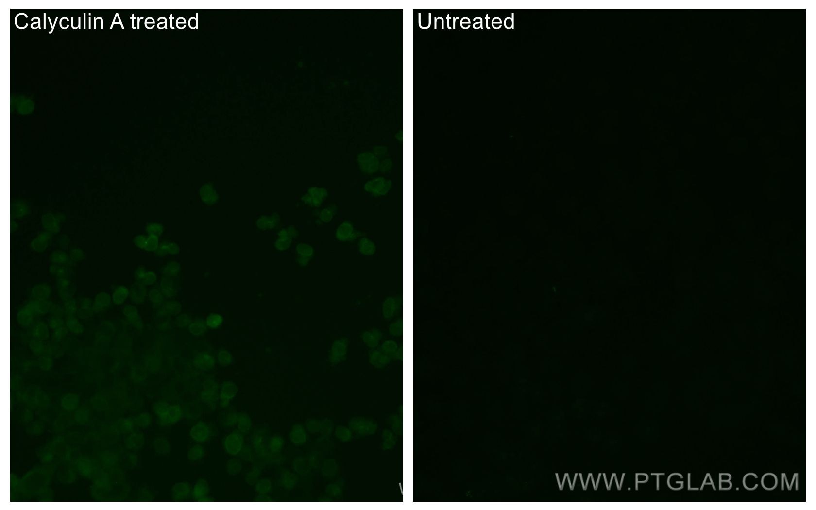 Immunofluorescence (IF) / fluorescent staining of PC-3 cells using CoraLite® Plus 488-conjugated Phospho-STK11/LKB1 ( (CL488-80127)