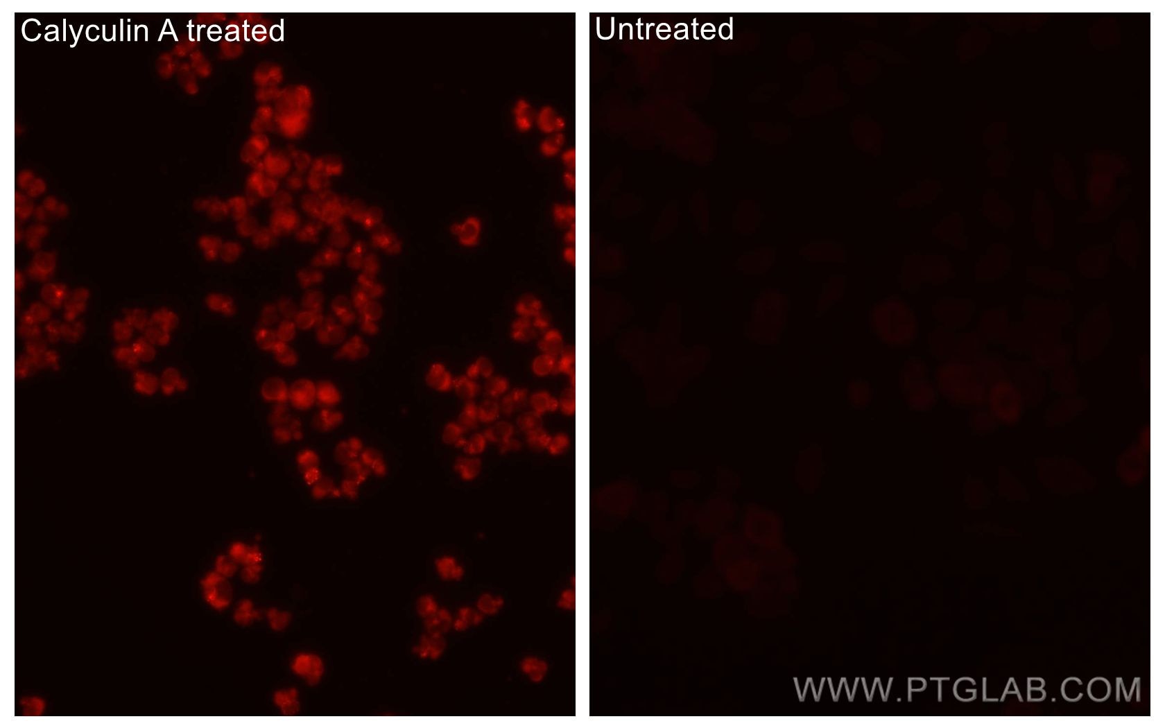 Immunofluorescence (IF) / fluorescent staining of PC-3 cells using CoraLite® Plus 647-conjugated Phospho-STK11/LKB1 ( (CL647-80127)