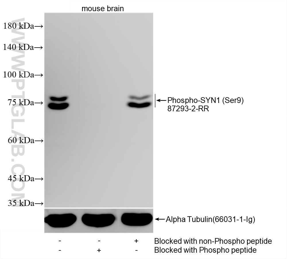 mouse brain tissue were subjected to SDS PAGE followed by western blot with 87293-2-RR (Phospho-SYN1 (Ser9) antibody) blocked with BSA only, Phospho-SYN1 (Ser9) peptide or non-Phospho peptide at dilution of 1:40000 incubated at room temperature for 1.5 hours. This data was developed using the same antibody clone with 87293-2-PBS in a different storage buffer formulation. Western Blot (WB) analysis of mouse brain tissue using Phospho-SYN1 (Ser9) Recombinant monoclonal antibod (87293-2-RR)