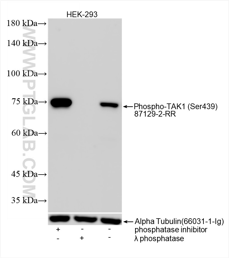 Western Blot (WB) analysis of HEK-293 cells using Phospho-TAK1 (Ser439) Recombinant monoclonal antib (87129-2-RR)