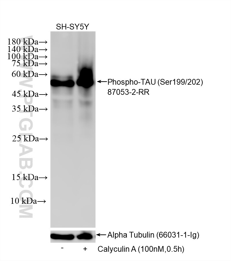 Western Blot (WB) analysis of SH-SY5Y cells using Phospho-TAU (Ser199/202) Recombinant monoclonal an (87053-2-RR)