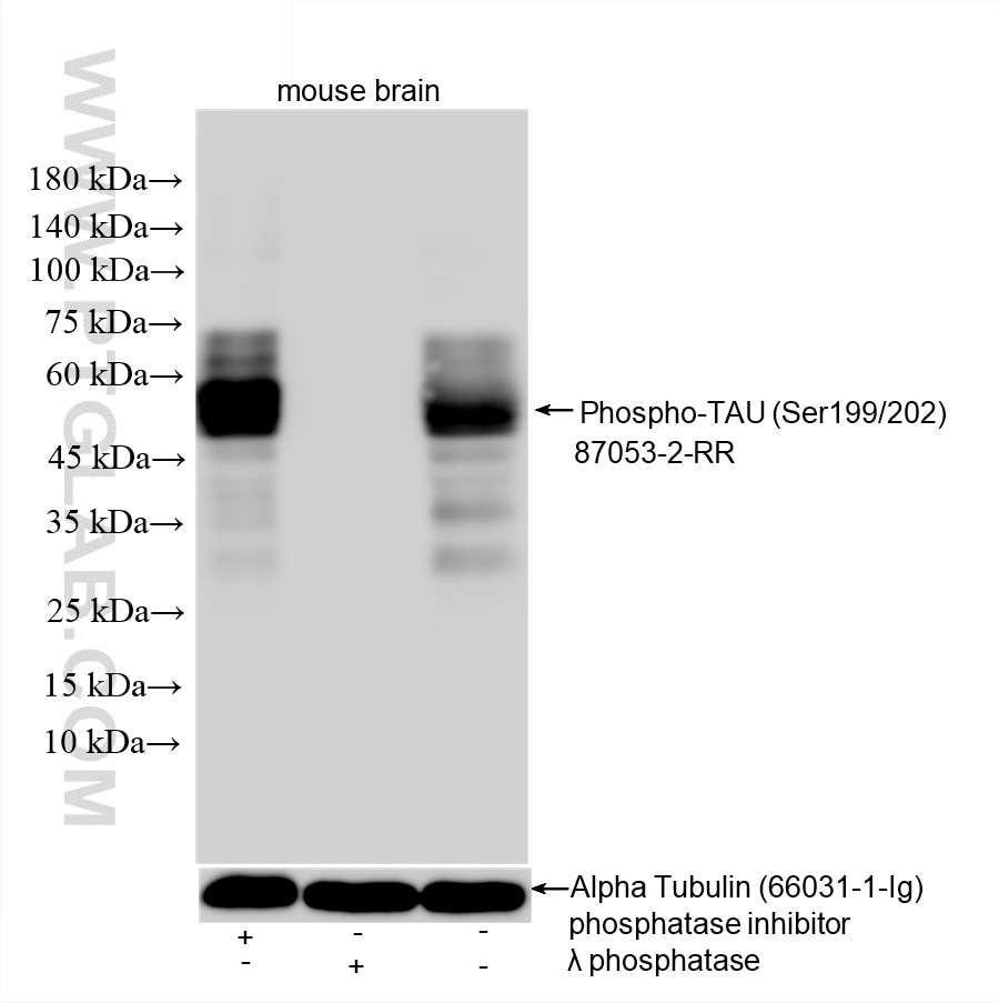 Western Blot (WB) analysis of mouse brain tissue using Phospho-TAU (Ser199/202) Recombinant monoclonal an (87053-2-RR)