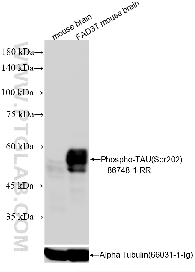 Western Blot (WB) analysis of various lysates using Phospho-TAU (Ser202) Recombinant monoclonal antibo (86748-1-RR)