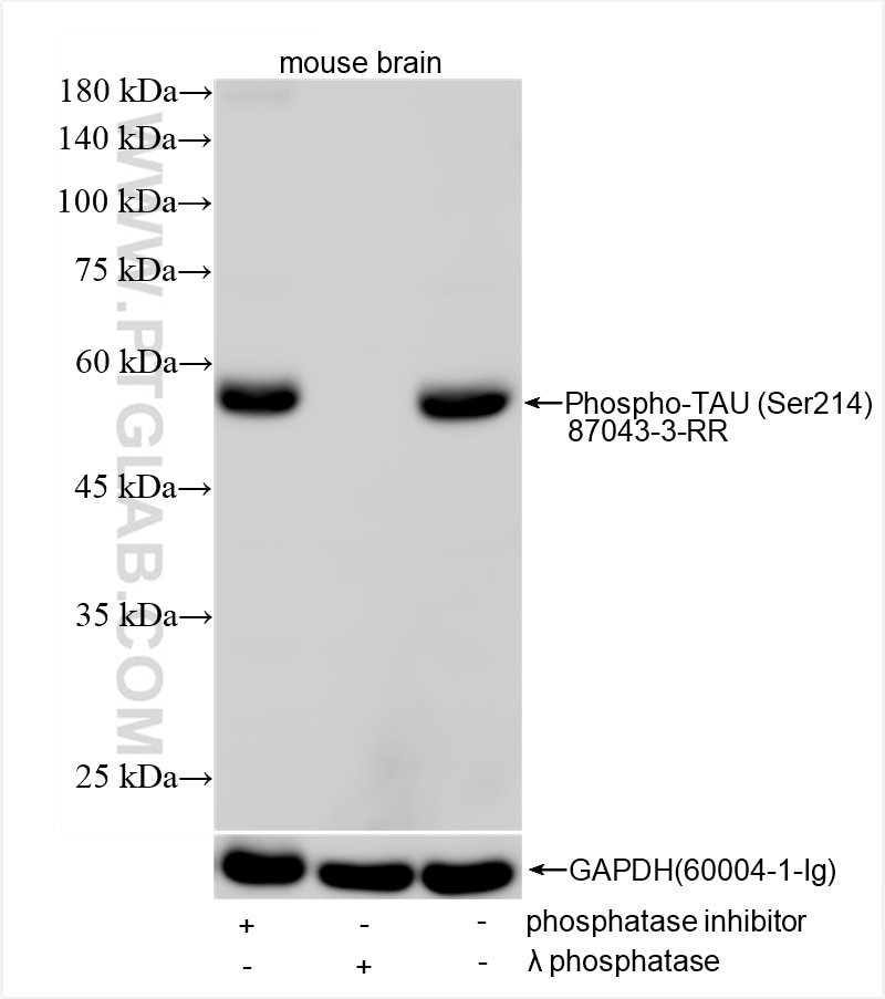 Western Blot (WB) analysis of mouse brain tissue using Phospho-TAU (Ser214) Recombinant monoclonal antibo (87043-3-RR)
