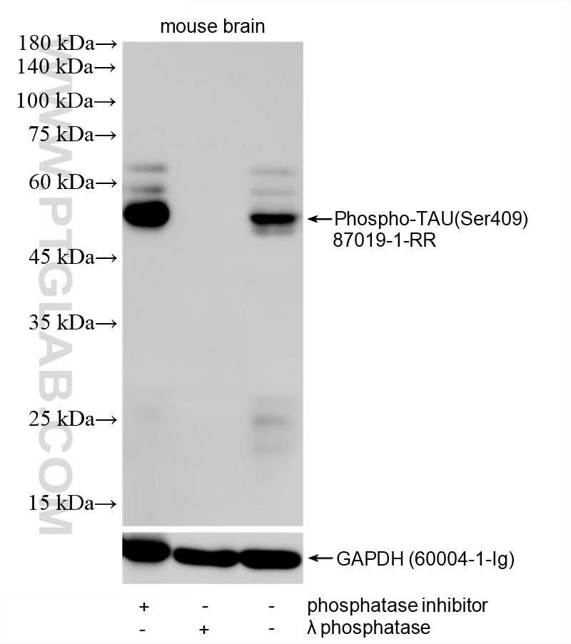 Western Blot (WB) analysis of mouse brain tissue using Phospho-TAU(Ser409) Recombinant monoclonal antibod (87019-1-RR)