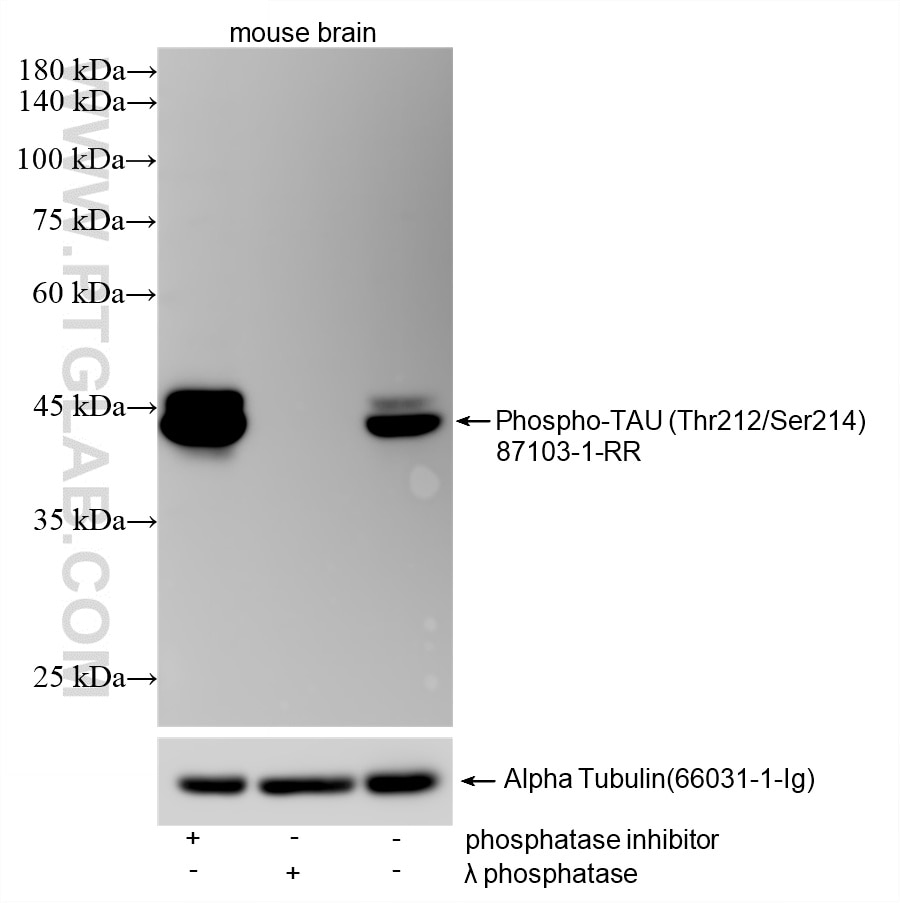 Western Blot (WB) analysis of various lysates using Phospho-TAU (Thr212/Ser214) Recombinant monoclonal (87103-1-RR)