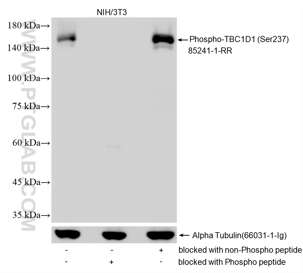 WB analysis using 85241-1-RR Western Blot (WB) analysis of various lysates using Phospho-TBC1D1 (Ser237) Recombinant monoclonal ant (85241-1-RR)