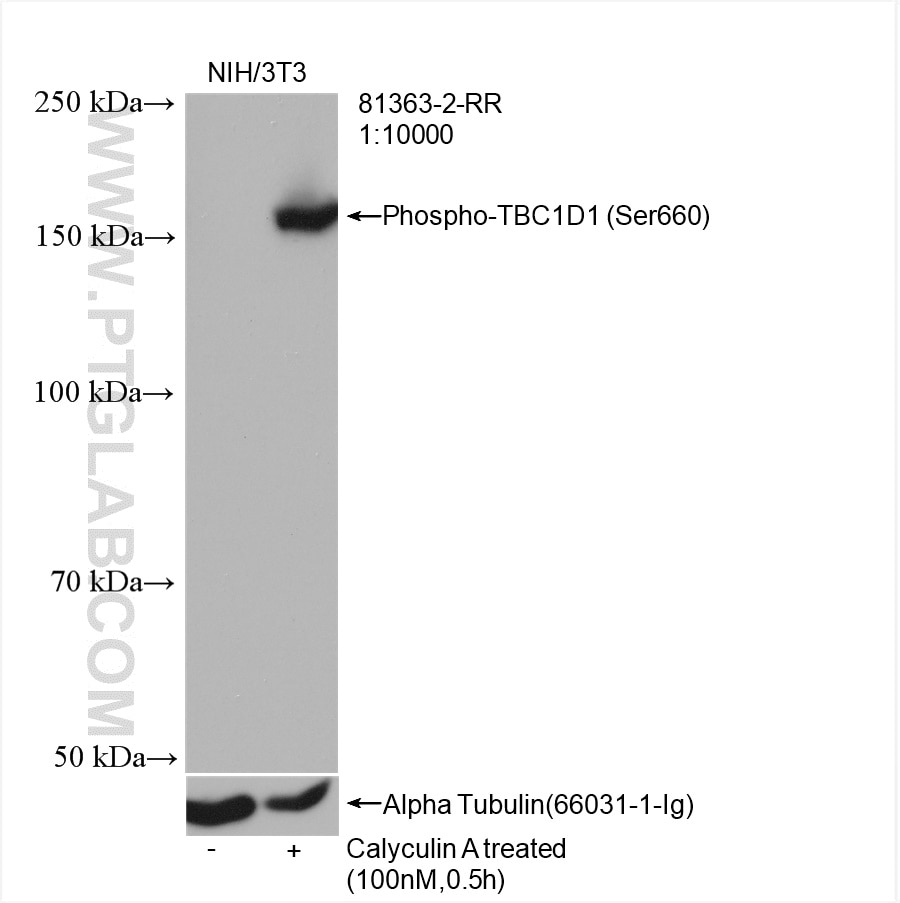 Western Blot (WB) analysis of NIH/3T3 cells using Phospho-TBC1D1 (Ser660) Recombinant antibody (81363-2-RR)