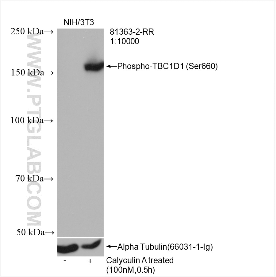 WB analysis of NIH/3T3 using 81363-2-RR