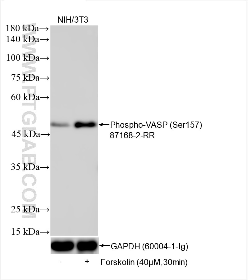 Western Blot (WB) analysis of NIH/3T3 cells using Phospho-VASP (Ser157) Recombinant monoclonal antib (87168-2-RR)