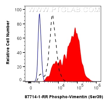 Flow cytometry (FC) experiment of HeLa cells using Phospho-Vimentin (Ser39) Recombinant monoclonal an (87714-1-RR)