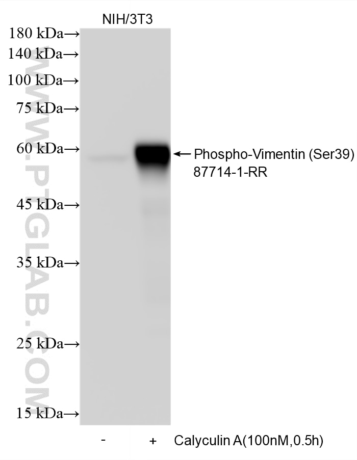 Western Blot (WB) analysis of various lysates using Phospho-Vimentin (Ser39) Recombinant monoclonal an (87714-1-RR)