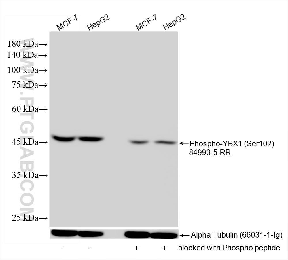 Western Blot (WB) analysis of various lysates using Phospho-YBX1 (Ser102) Recombinant monoclonal antib (84993-5-RR)