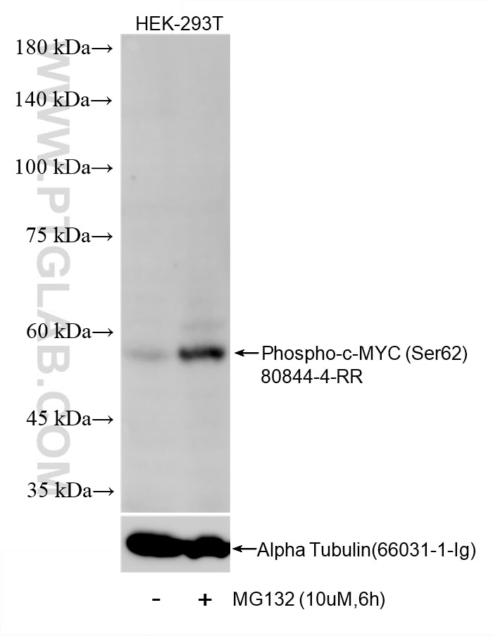 Non-treated HEK-293T cells and MG132 treated HEK-293T cells were subjected to SDS PAGE followed by western blot with 80844-4-RR (Phospho-c-MYC (Ser62) antibody) at dilution of 1:1000 incubated at room temperature for 1.5 hours. The membrane was stripped and re-blotted with Alpha Tubulin (66031-1-Ig) antibody as a loading control. Western Blot (WB) analysis of various lysates using Phospho-c-MYC (Ser62) Recombinant monoclonal antib (80844-4-RR)