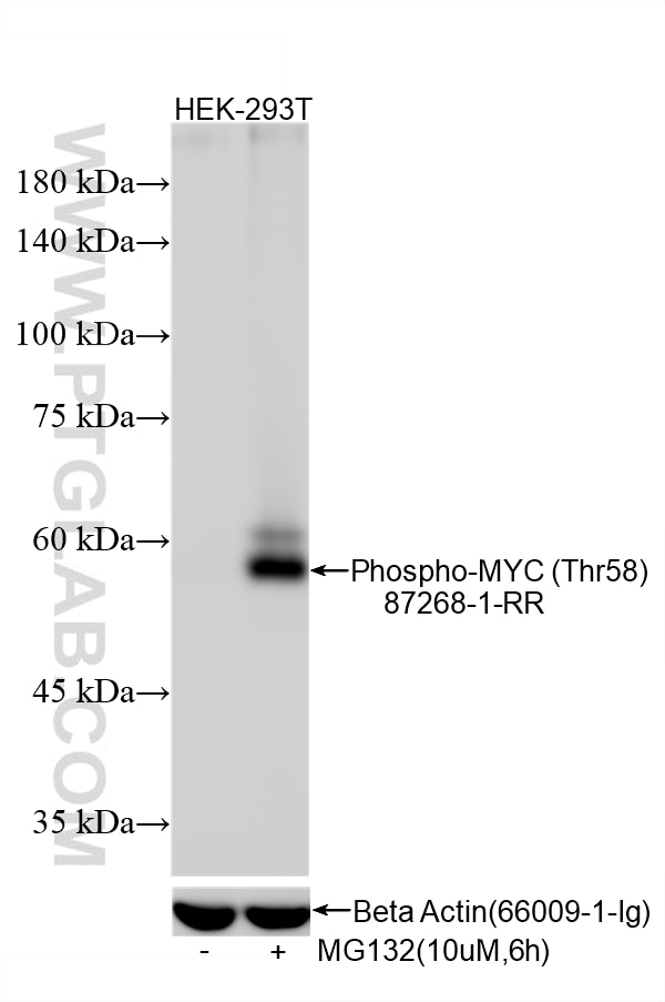 Non-treated and MG132 treated HEK-293T cells were subjected to SDS PAGE followed by western blot with 87268-1-RR (Phospho-c-MYC (Thr58) antibody) at dilution of 1:3000 incubated at room temperature for 1.5 hours. The membrane was stripped and re-blotted with Beta Actin antibody (66009-1-Ig) as loading control. This data was developed using the same antibody clone with 87268-1-PBS in a different storage buffer formulation. Western Blot (WB) analysis of various lysates using Phospho-c-MYC (Thr58) Recombinant monoclonal antib (87268-1-RR)