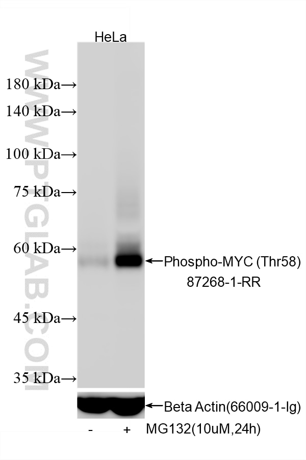 Non-treated and MG132 treated HeLa cells were subjected to SDS PAGE followed by western blot with 87268-1-RR (Phospho-c-MYC (Thr58) antibody) at dilution of 1:3000 incubated at room temperature for 1.5 hours. The membrane was stripped and re-blotted with Beta Actin antibody (66009-1-Ig) as loading control. This data was developed using the same antibody clone with 87268-1-PBS in a different storage buffer formulation. Western Blot (WB) analysis of various lysates using Phospho-c-MYC (Thr58) Recombinant monoclonal antib (87268-1-RR)