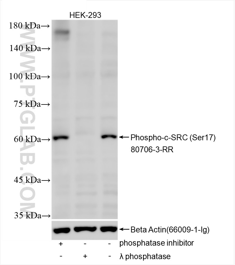 Western Blot (WB) analysis of HEK-293 cells using Phospho-c-SRC (Ser17) Recombinant antibody (80706-3-RR)