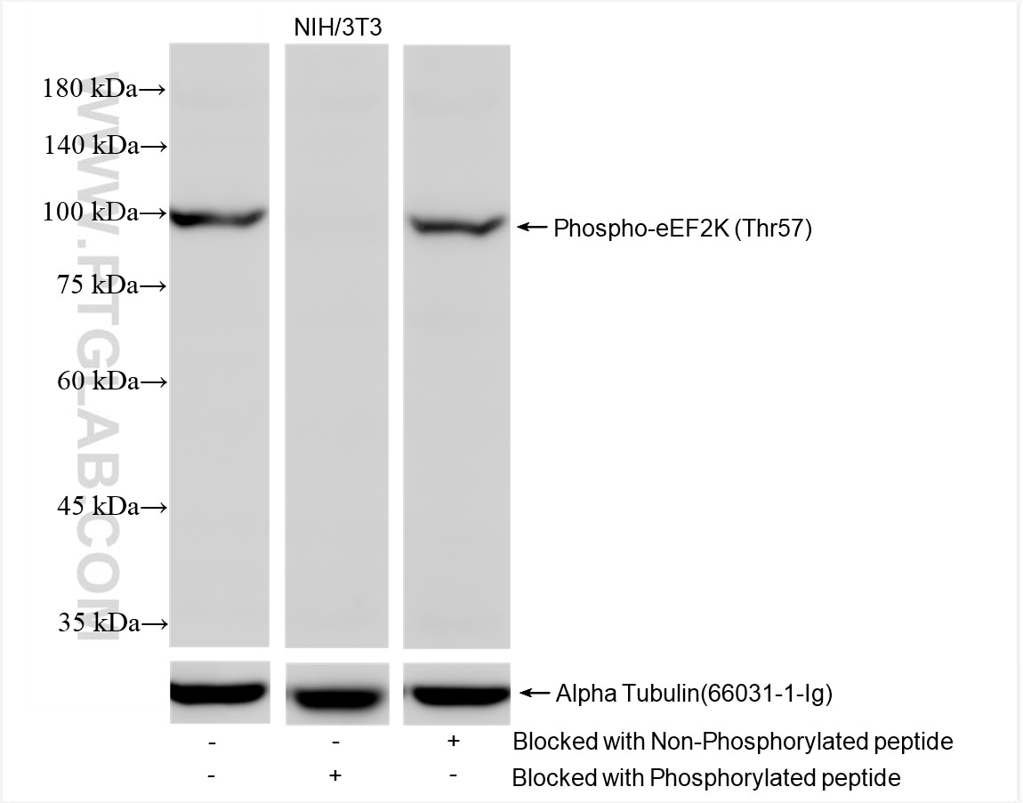 Western Blot (WB) analysis of various lysates using Phospho-eEF2 (Thr57) Recombinant monoclonal antibo (80351-2-RR)