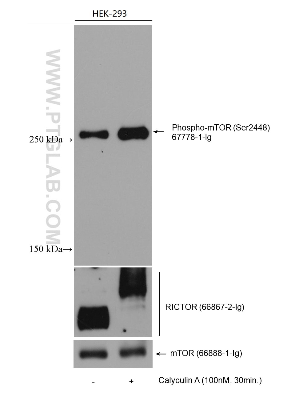 Western Blot (WB) analysis of various lysates using Phospho-mTOR (Ser2448) Monoclonal antibody (67778-1-Ig)