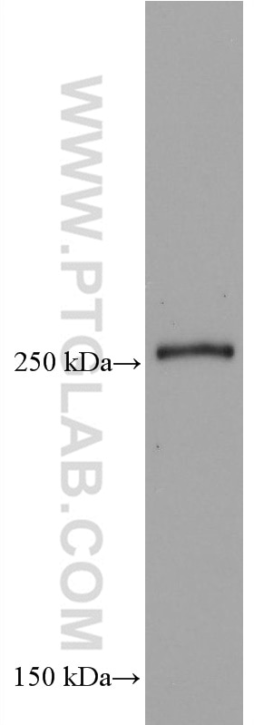 Western Blot (WB) analysis of HSC-T6 cells using Phospho-mTOR (Ser2448) Monoclonal antibody (67778-1-Ig)