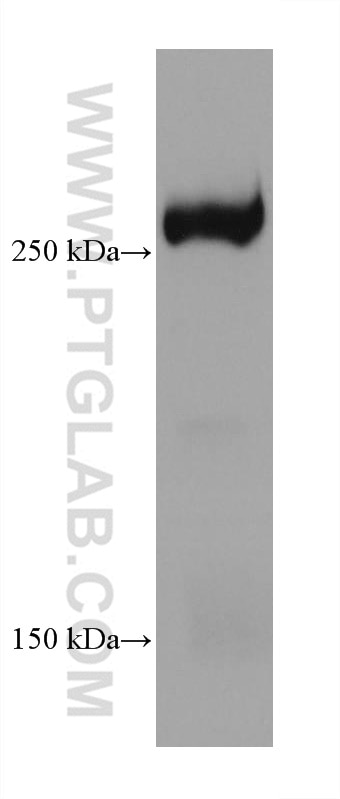 Western Blot (WB) analysis of HSC-T6 cells using Phospho-mTOR (Ser2448) Recombinant antibody (80596-1-RR)